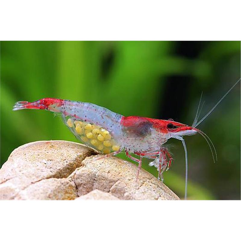 Creveti Rilli - imagine 3